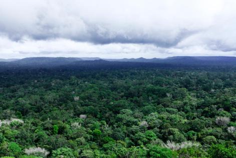 Amazon Rainforest in Brazil