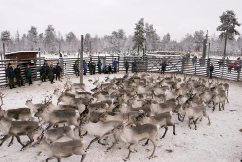 Reindeer in Finland
