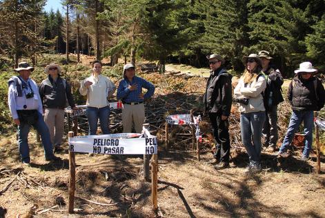 Reforestation in Chile