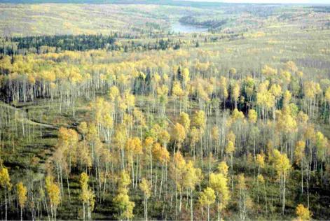 International Day of Forests