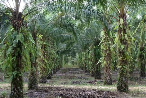 Palm Oil Plantation