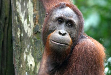 Borneo Initiative - Orangutan