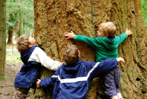 Tree hugging
