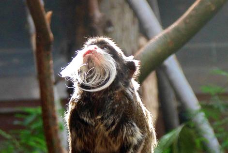Monkey at London Zoo