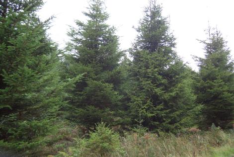 Glasfryn Christmas Trees