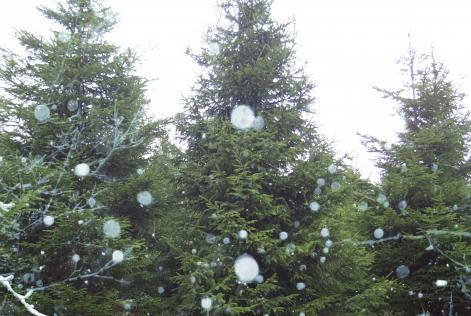 Glasfryn Christmas Trees double exposure with Dianne Braker Martinshaw Wood