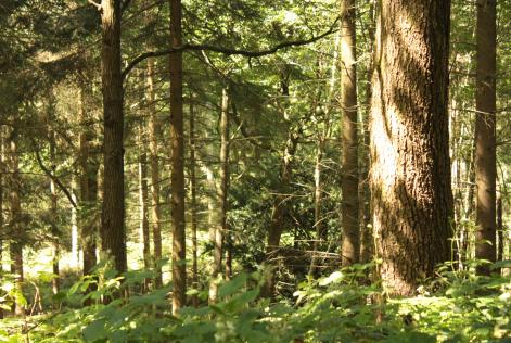 Small Woods PAWs event