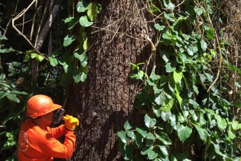 Tree sleuths
