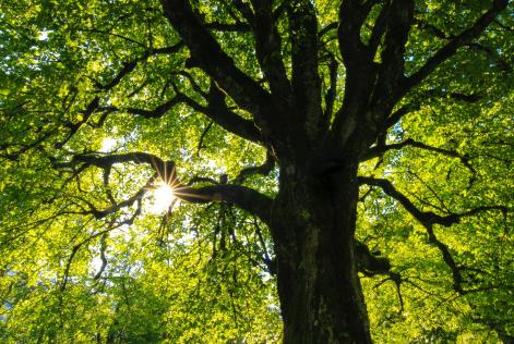 treesunlight
