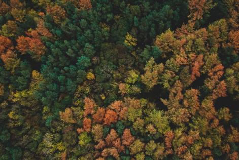 Forest aerial view