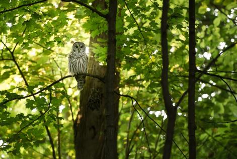 Forest owl