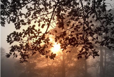 G Szab - tree sunset