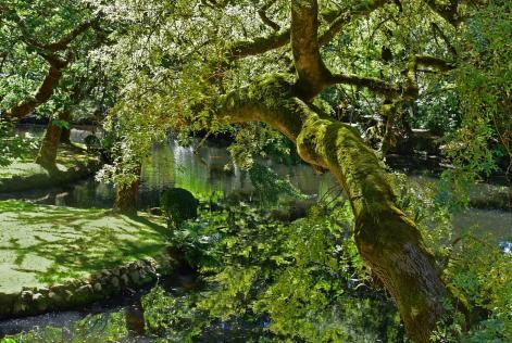 Forest image