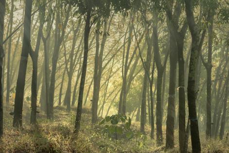 Rubber Trees