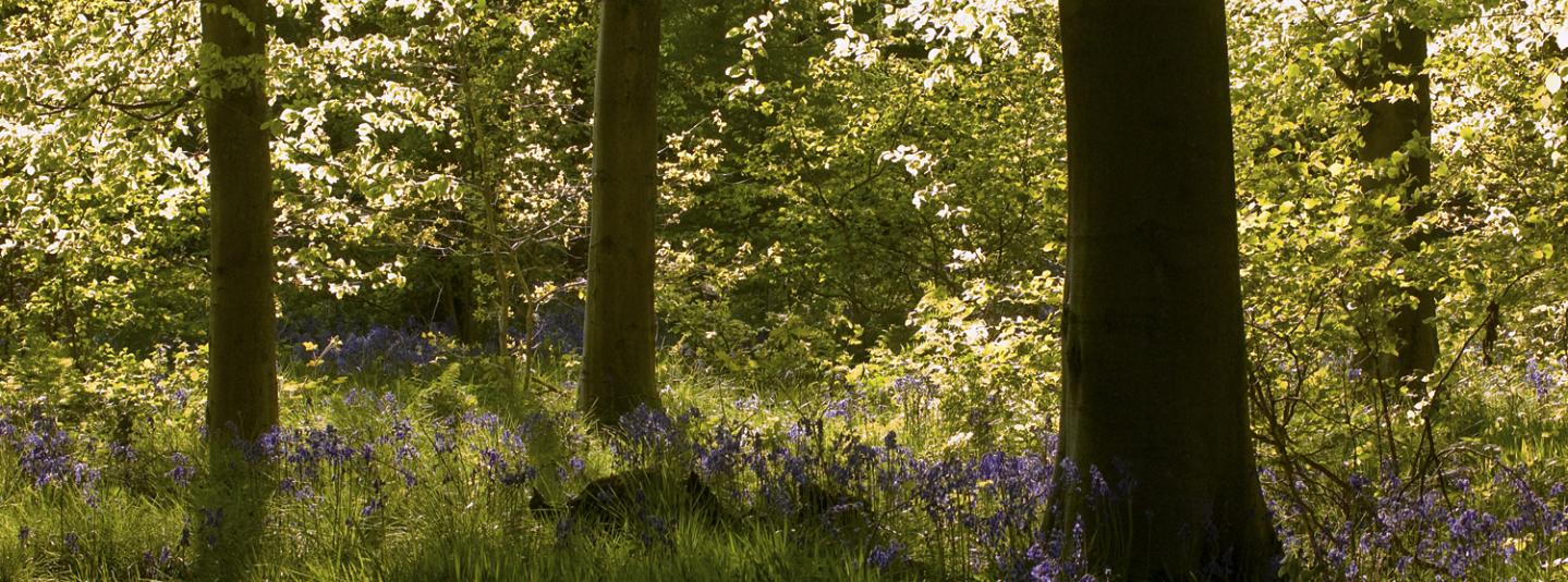Bluebell in West Woods, by Max Moore