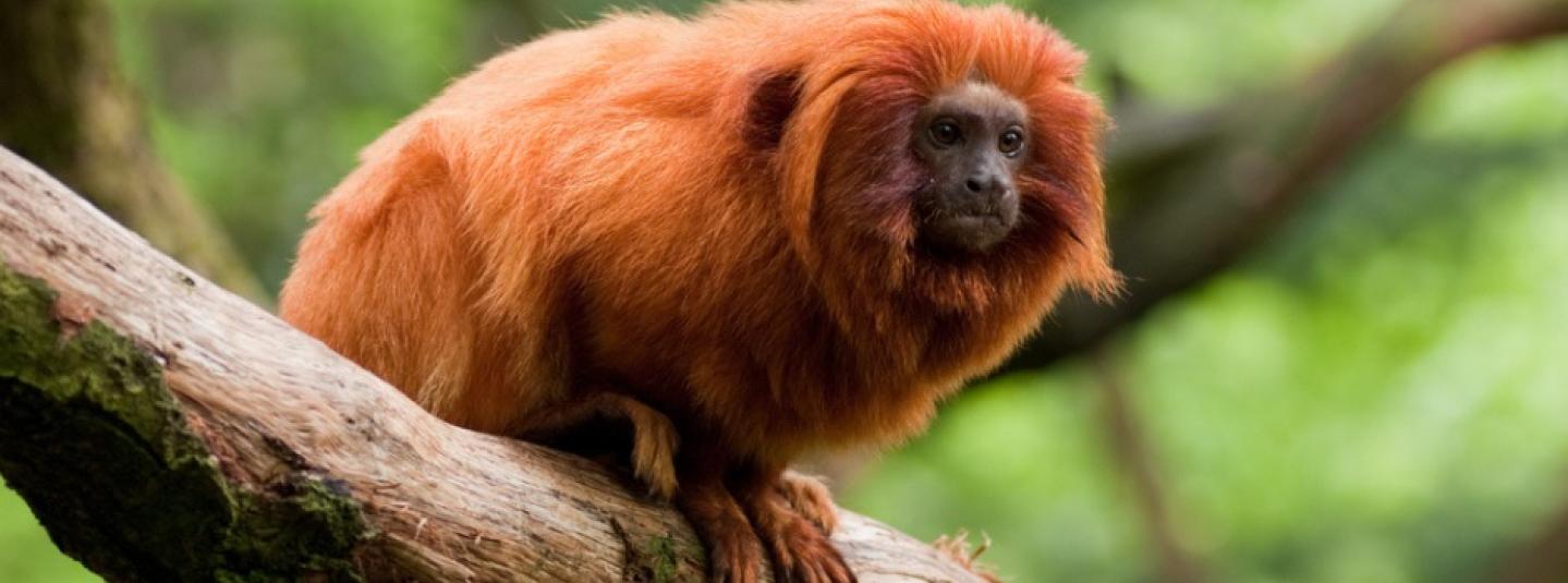 Golden lion tamarin (C)Zmeel - iStock