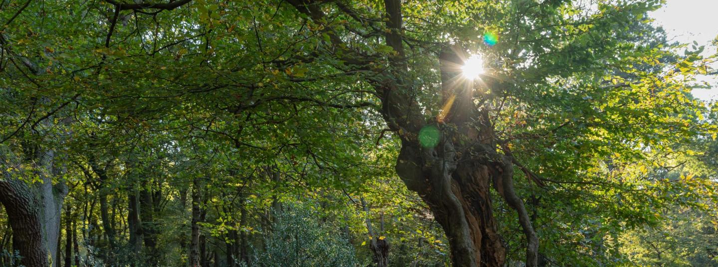 Hainault forest (c) FSC UK / E. Parker