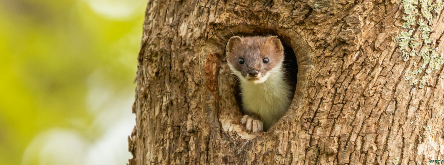 Stoat(C)FSC-Ben Porter