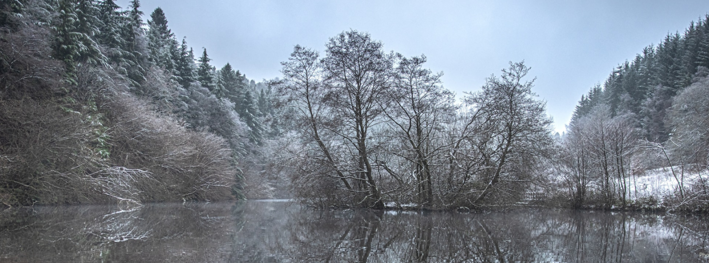 Dalby Forest - Luke Thornton via Unsplash