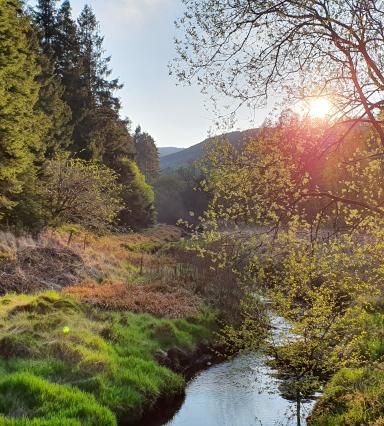 Hafren Forest (c) FSC UK