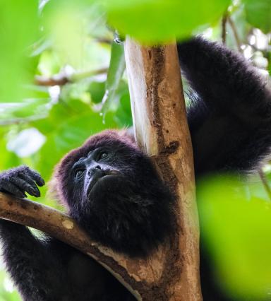 Howler monkey, Maya Biosphere Reserve, Carmelita, Guatemala (c) Dimitry B via Unsplash