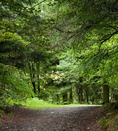 c) Forestry Commission