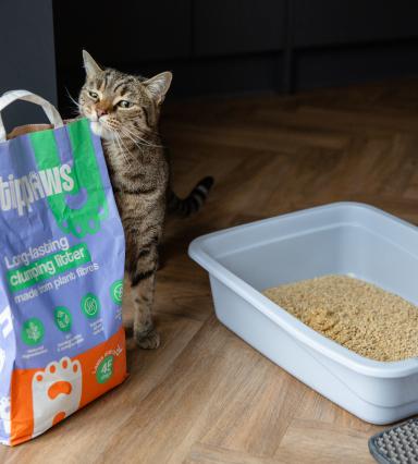 Cat with tippaws cat litter