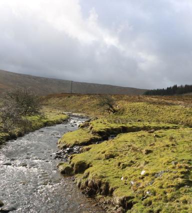 Snaizeholme Woodland Trust - River restoration