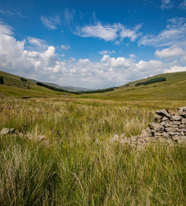 Snaizeholme (C) Woodland Trus