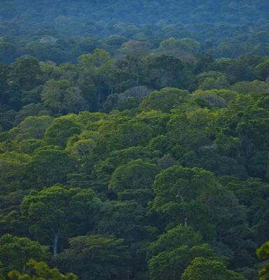 Forest (c) WWF / Brent Stirton Getty Images