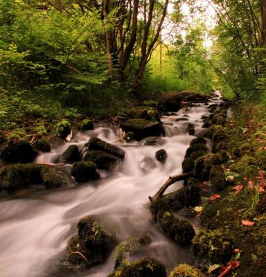 Cwmcarn forest (c) FSC UK_Robert Greenaway