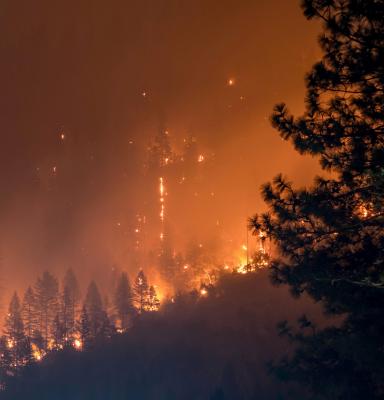 Forest fire (c) Matt Howard via Unsplash