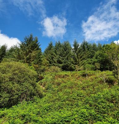 Hafren Forest (c) FSC UK