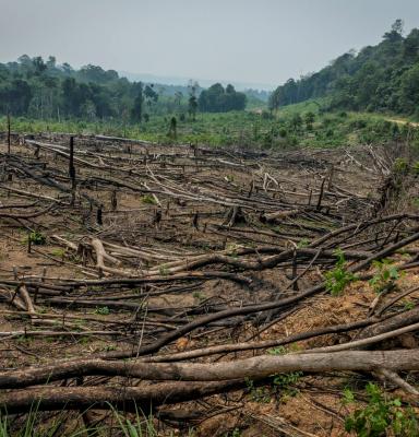 FORESTS UNDER THREAT