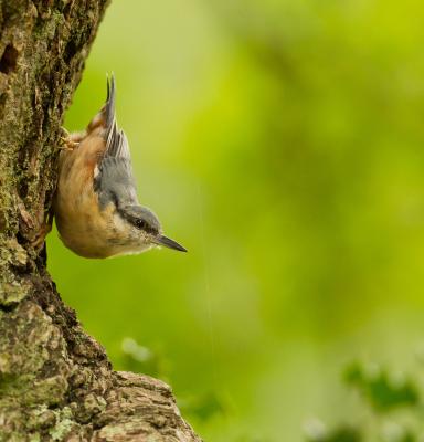 Nuthatch, New Forest (c) FSC UK - R. Allen