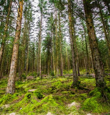 Hafren forest (C) FSC UK