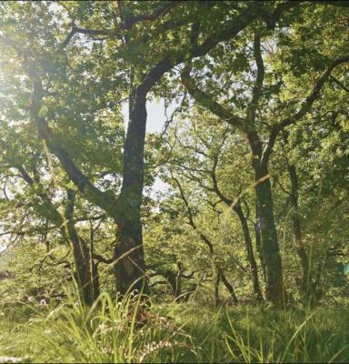 Sponsor a nature project - FSC Verified Impact - Ardura Community Forest