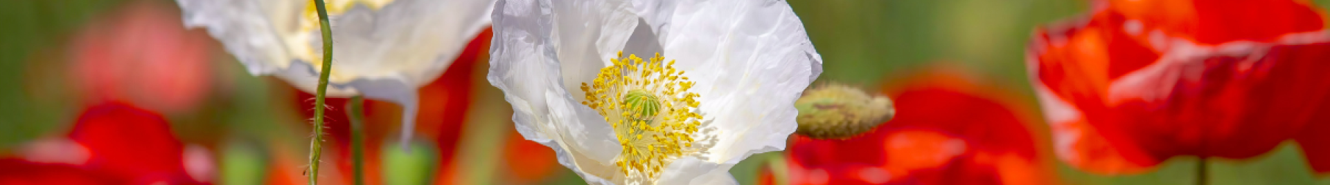 Red and white poppies