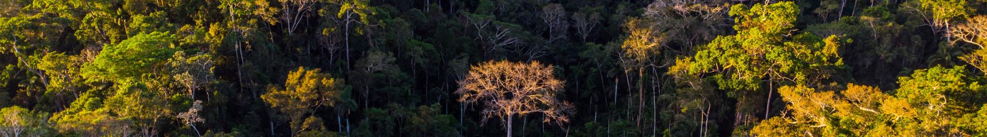 New study confirms FSC-certified forests help wildlife thrive in the ...