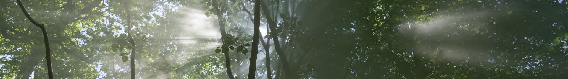 FSC UK_Blandford Forest, England_©FSC UK_Edward Parker 