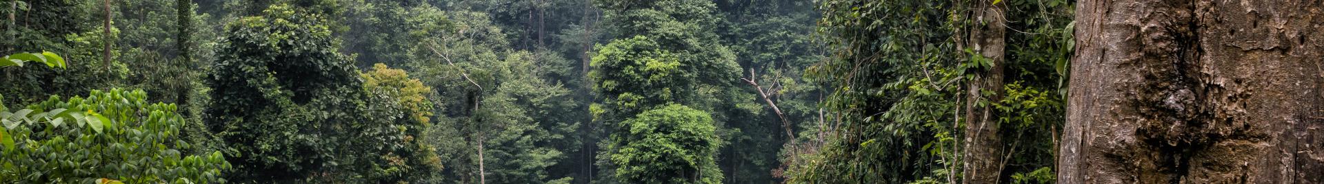 FSC-certified forest in Borneo, Indonesia, Kalimantan (c)FSC Italy_Christian Patrick Ricci and Mirko Sotgiu