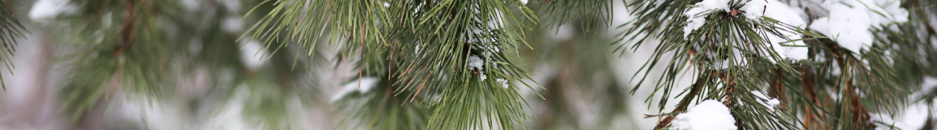 Responsibly sourced Christmas trees