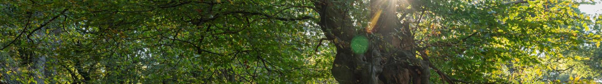 Hainault forest (c) FSC UK / E. Parker