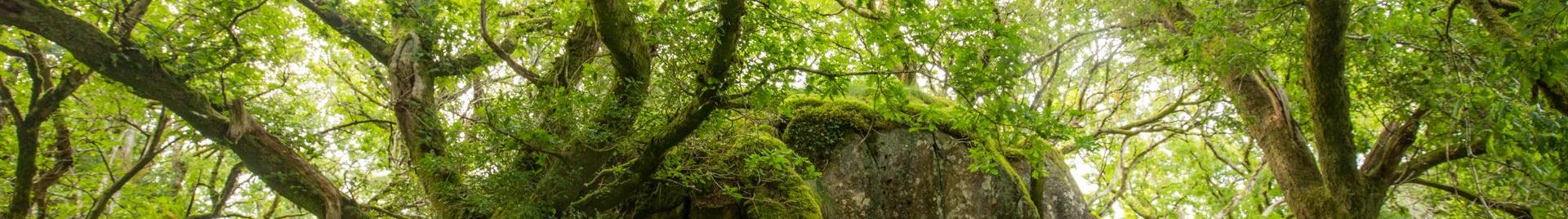 Dolmelynllyn - National Trust temperate rainforest (C) Ben Porter