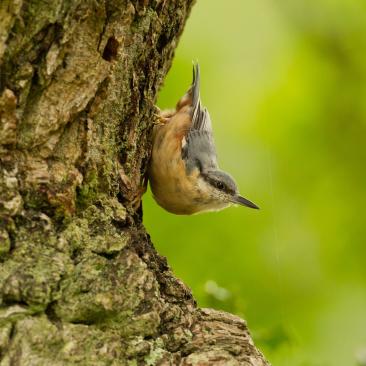 Nuthatch (c) FSC UK / Richard Allen