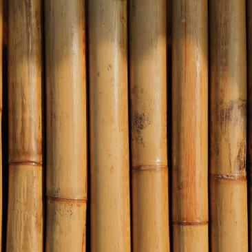 Bamboo (c) Maksim Shutov via Unsplash