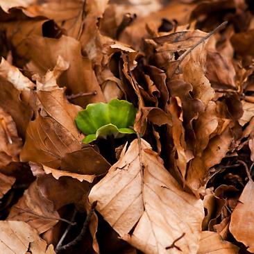 Shoot in leaves (c) FSC UK_P Croucher