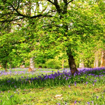 Bluebells (c) FSC UK