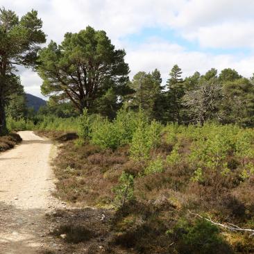 strathspey estate