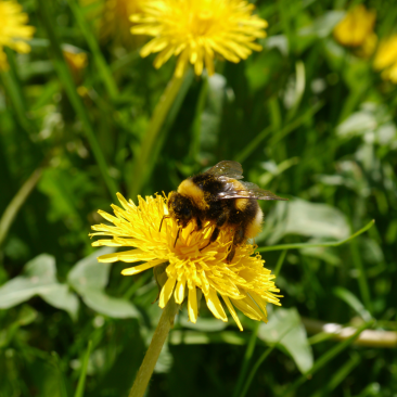 Bumblebee on dandelion